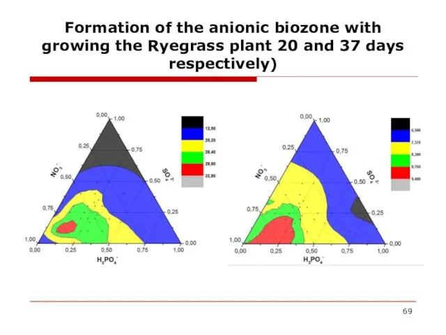 Formation of the anionic biozone with growing the Ryegrass plant 20 and 37 days respectively)