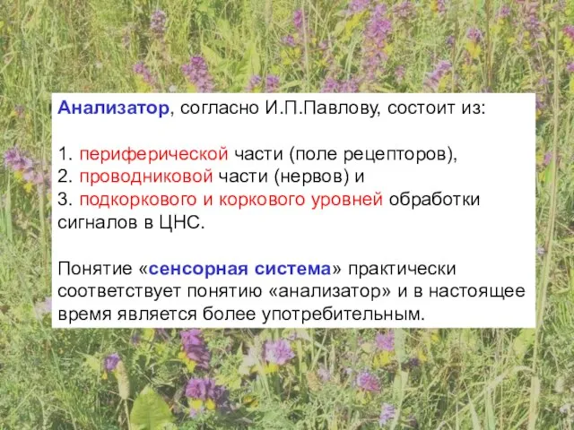 Анализатор, согласно И.П.Павлову, состоит из: 1. периферической части (поле рецепторов), 2.