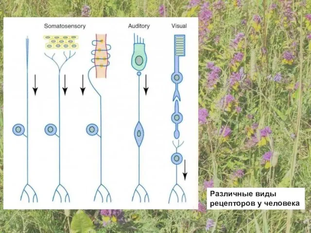 Различные виды рецепторов у человека