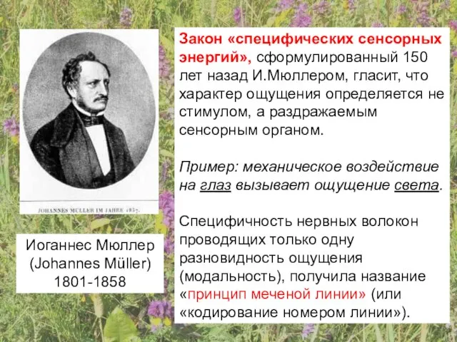 Иоганнес Мюллер (Johannes Müller) 1801-1858 Закон «специфических сенсорных энергий», сформулированный 150