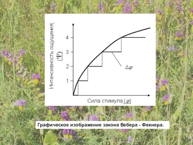 Графическое изображение закона Вебера - Фехнера.