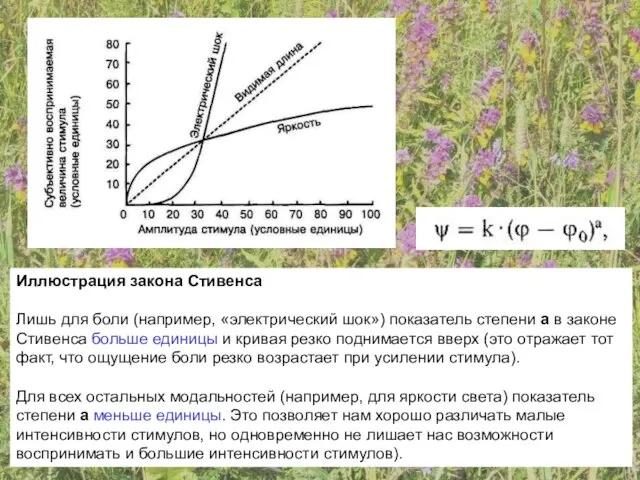 Иллюстрация закона Стивенса Лишь для боли (например, «электрический шок») показатель степени