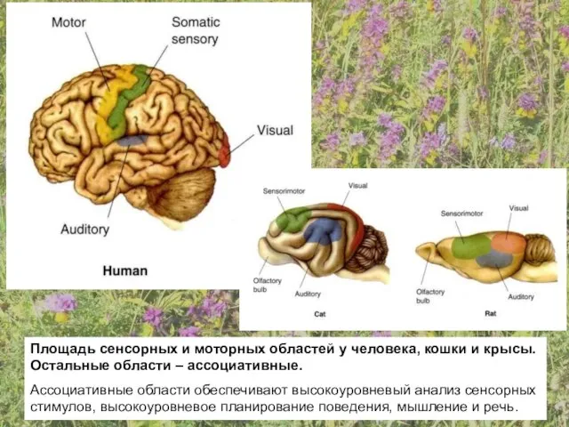 Площадь сенсорных и моторных областей у человека, кошки и крысы. Остальные