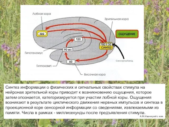 Синтез информации о физических и сигнальных свойствах стимула на нейронах зрительной