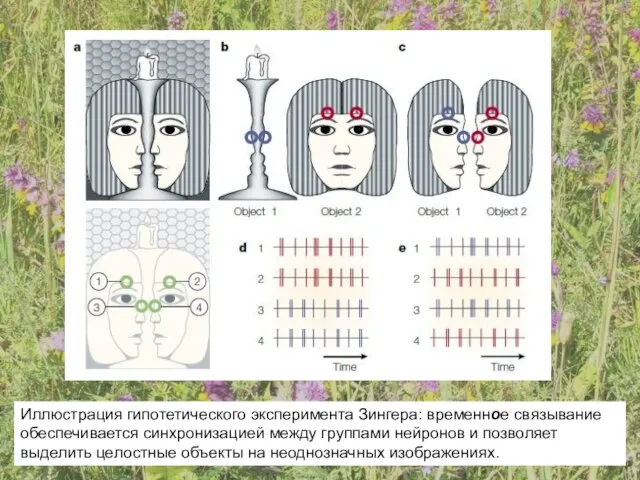 Иллюстрация гипотетического эксперимента Зингера: временное связывание обеспечивается синхронизацией между группами нейронов