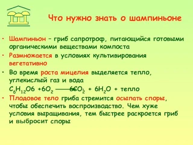 Что нужно знать о шампиньоне Шампиньон – гриб сапротроф, питающийся готовыми