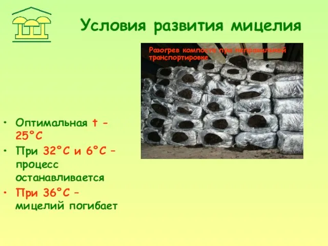 Условия развития мицелия Оптимальная t - 25°С При 32°С и 6°С