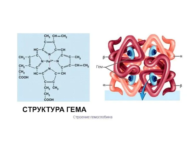 СТРУКТУРА ГЕМА