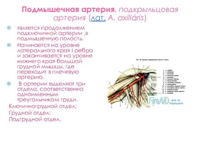 Подмышечная артерия, подкрыльцовая артерия (лат. A. axilláris) является продолжением подключичной артерии