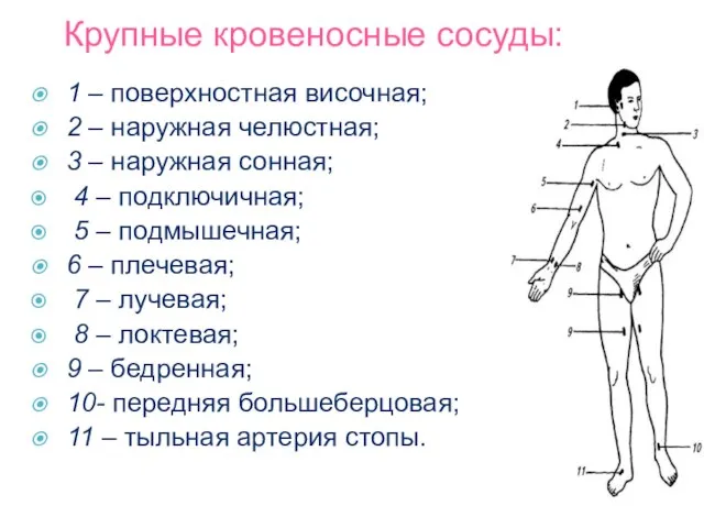 Крупные кровеносные сосуды: 1 – поверхностная височная; 2 – наружная челюстная;