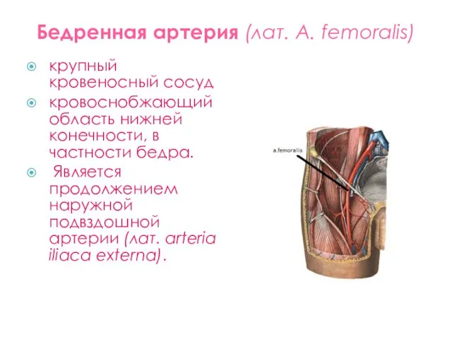 Бедренная артерия (лат. A. femoralis) крупный кровеносный сосуд кровоснобжающий область нижней