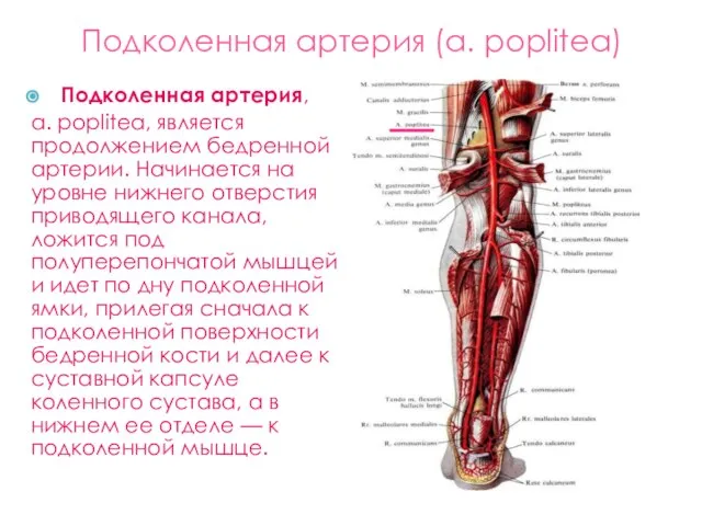 Подколенная артерия (а. poplitea) Подколенная артерия, a. poplitea, является продолжением бедренной