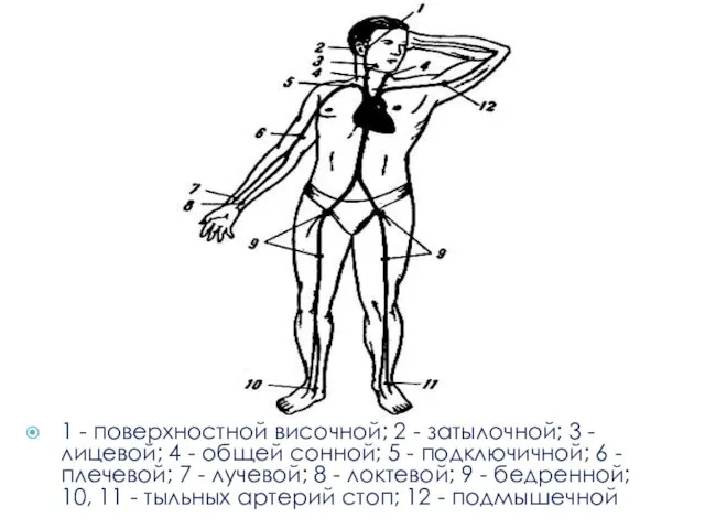 1 - поверхностной височной; 2 - затылочной; 3 - лицевой; 4