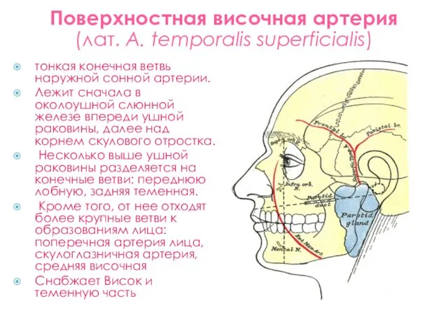 Поверхностная височная артерия (лат. А. temporalis superficialis) тонкая конечная ветвь наружной