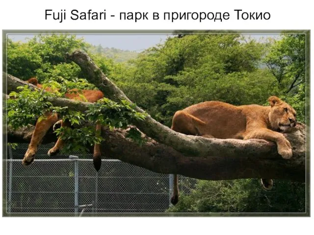 Fuji Safari - парк в пригороде Токио