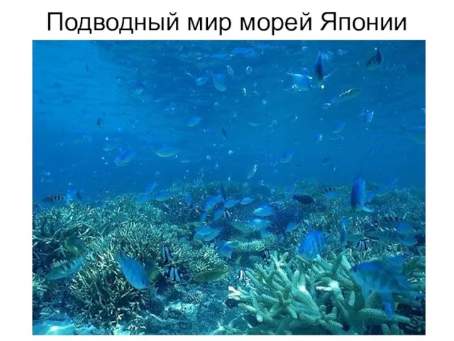 Подводный мир морей Японии