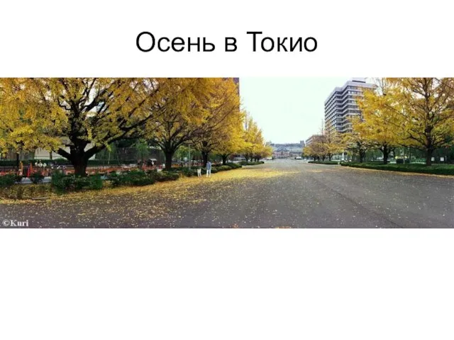 Осень в Токио