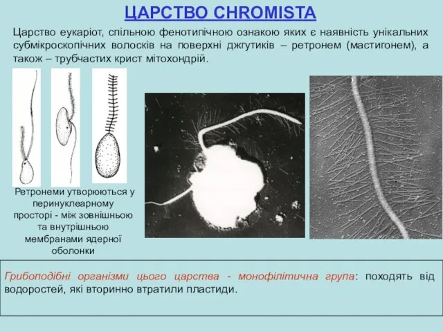 ЦАРСТВО CHROMISTA Царство еукаріот, спільною фенотипічною ознакою яких є наявність унікальних