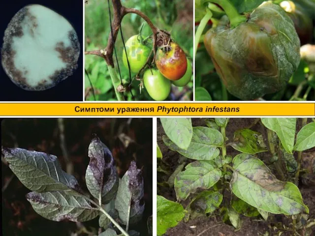 Симптоми ураження Phytophtora infestans