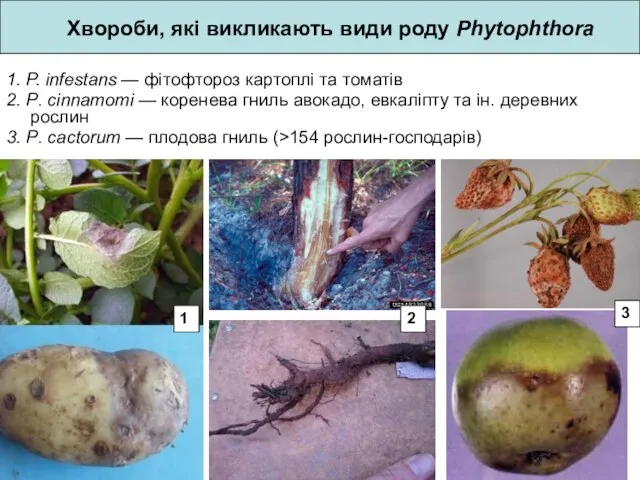 1. P. infestans — фітофтороз картоплі та томатів 2. P. cinnamomi
