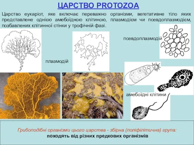 ЦАРСТВО PROTOZOA Царство еукаріот, яке включає переважно організми, вегетативне тіло яких