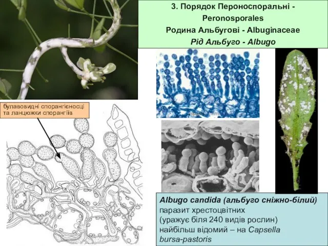 Albugo candidа (альбуго сніжно-білий) паразит хрестоцвітних (уражує біля 240 видів рослин)