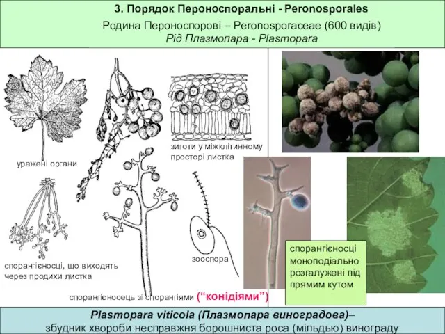 3. Порядок Пероноспоральні - Peronosporales Родина Пероноспорові – Peronosporaceae (600 видів)
