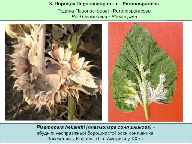 3. Порядок Пероноспоральні - Peronosporales Родина Пероноспорові - Peronosporaceae Рід Плазмопара