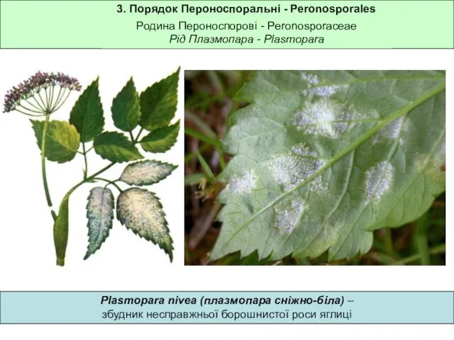 3. Порядок Пероноспоральні - Peronosporales Родина Пероноспорові - Peronosporaceae Рід Плазмопара