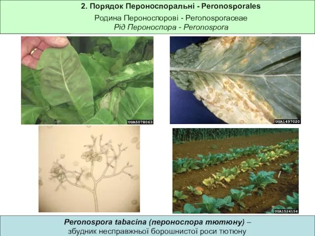 2. Порядок Пероноспоральні - Peronosporales Родина Пероноспорові - Peronosporaceae Рід Пероноспора