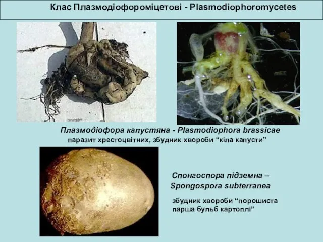 Клас Плазмодіофороміцетові - Plasmodiophoromycetes Плазмодіофора капустяна - Plasmodiophora brassicae паразит хрестоцвітних,