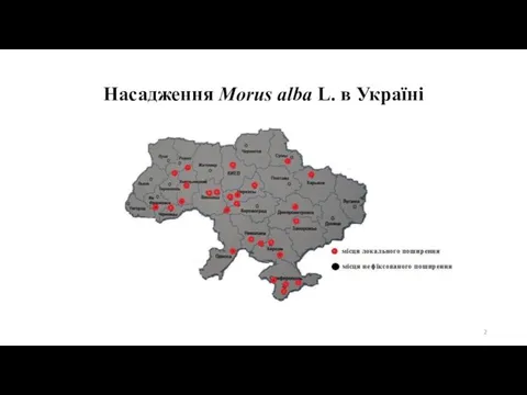 Насадження Morus alba L. в Україні