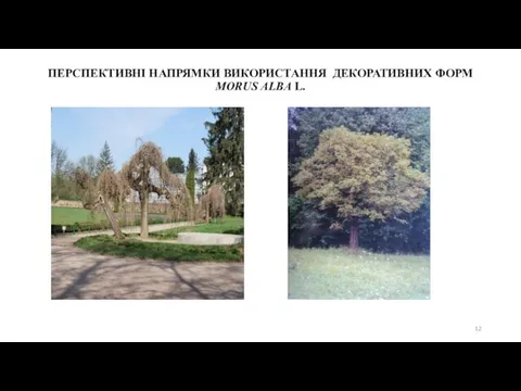 ПЕРСПЕКТИВНІ НАПРЯМКИ ВИКОРИСТАННЯ ДЕКОРАТИВНИХ ФОРМ MORUS ALBA L.