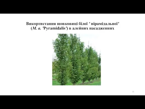 Викортистання шовковиці білої ′ пірамідальної′ (М. а. ′Pyramidalis′) в алейних насадженнях