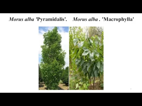 Morus alba 'Pyramidalis'. Morus alba . 'Maсrophylla'