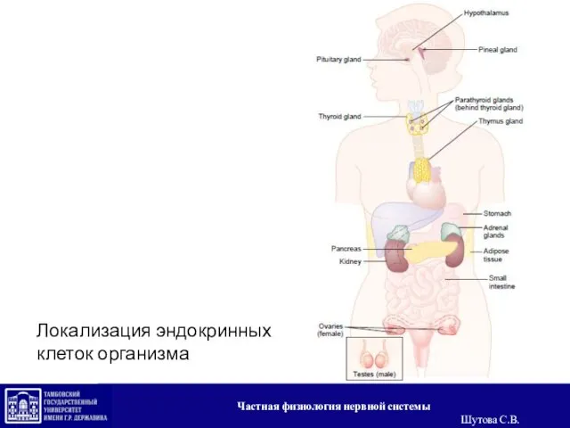 Локализация эндокринных клеток организма Частная физиология нервной системы Шутова С.В.