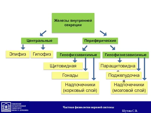 Центральные Железы внутренней секреции Гипофизнезависимые Периферические Гипофиз Эпифиз Гипофиззависимые Паращитовидная Надпочечники