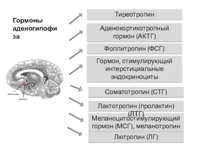 Гормоны аденогипофиза Тиреотропин Соматотропин (СТГ) Меланоцитостимулирующий гормон (МСГ), меланотропин Фоллитропин (ФСГ)