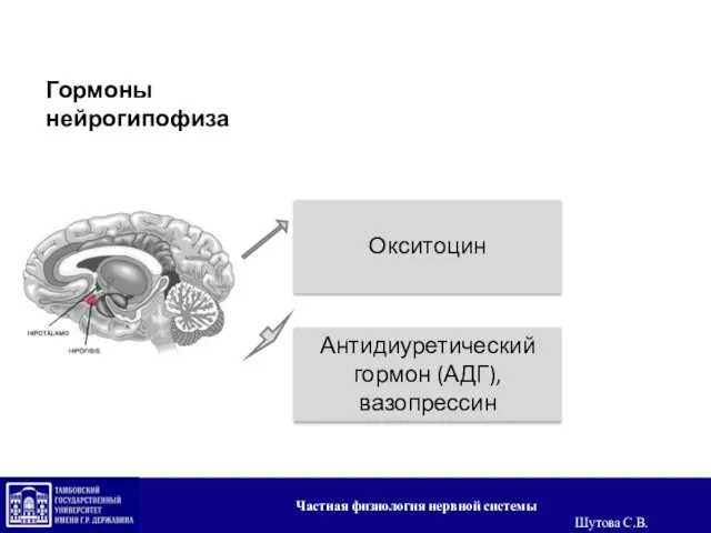 Гормоны нейрогипофиза Окситоцин Антидиуретический гормон (АДГ), вазопрессин Частная физиология нервной системы Шутова С.В.