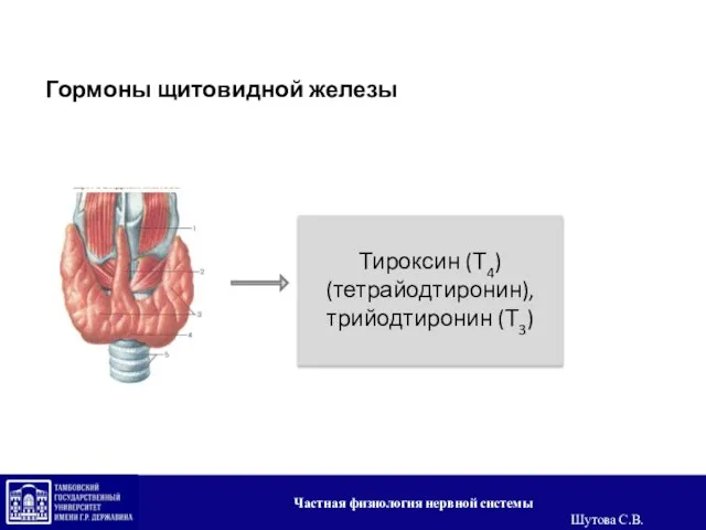 Гормоны щитовидной железы Тироксин (Т4) (тетрайодтиронин), трийодтиронин (Т3) Частная физиология нервной системы Шутова С.В.