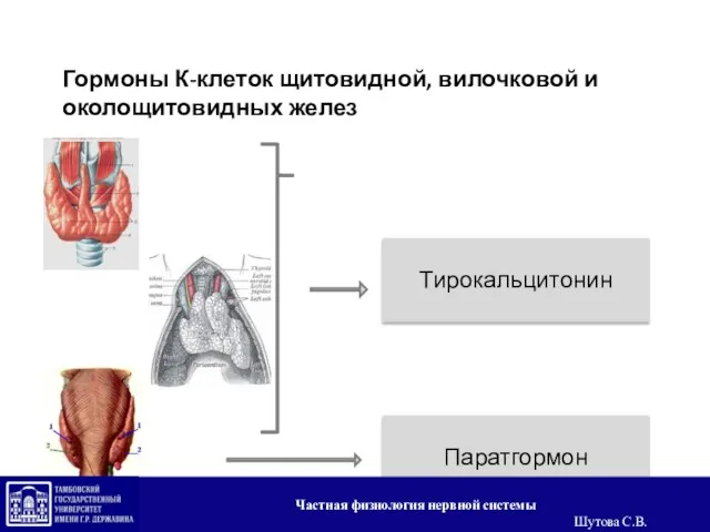 Гормоны К-клеток щитовидной, вилочковой и околощитовидных желез Тирокальцитонин Паратгормон Частная физиология нервной системы Шутова С.В.