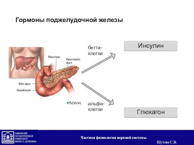 Гормоны поджелудочной железы Инсулин Глюкагон бетта-клетки альфа-клетки Частная физиология нервной системы Шутова С.В.