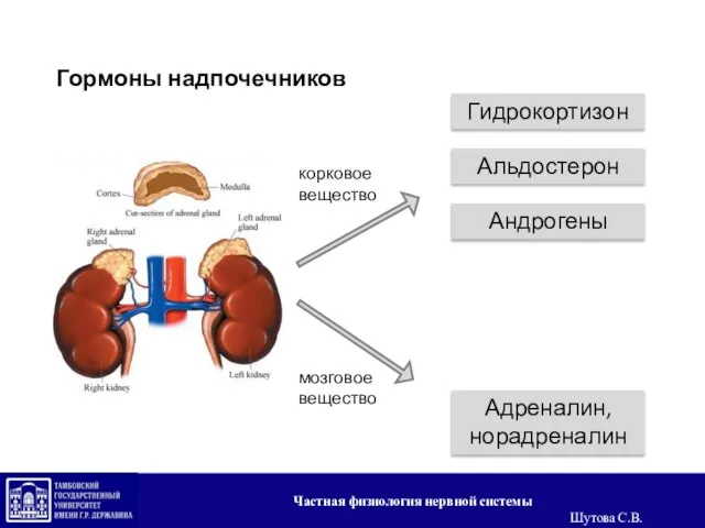 Гормоны надпочечников Альдостерон Адреналин, норадреналин корковое вещество мозговое вещество Андрогены Гидрокортизон