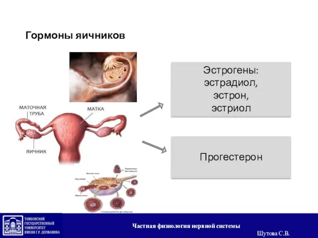 Гормоны яичников Эстрогены: эстрадиол, эстрон, эстриол Прогестерон Частная физиология нервной системы Шутова С.В.