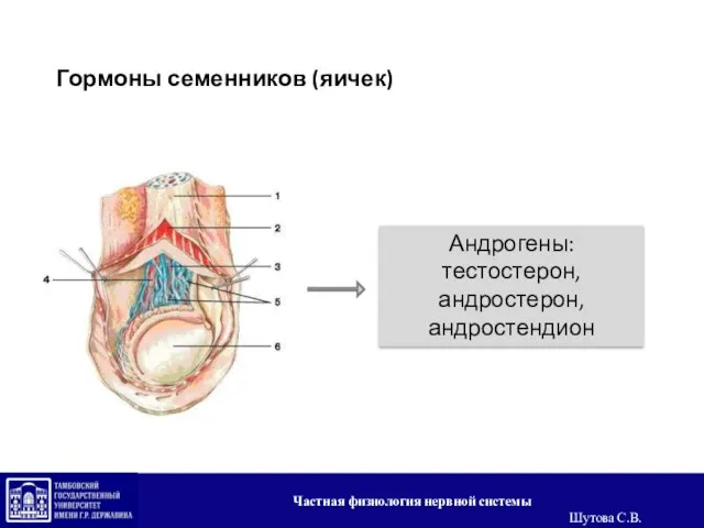 Гормоны семенников (яичек) Андрогены: тестостерон, андростерон, андростендион Частная физиология нервной системы Шутова С.В.