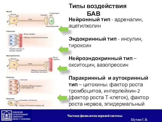 Типы воздействия БАВ Нейронный тип - адреналин, ацетилхолин Эндокринный тип -