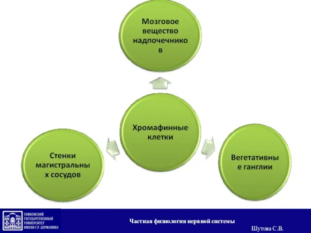 Частная физиология нервной системы Шутова С.В.