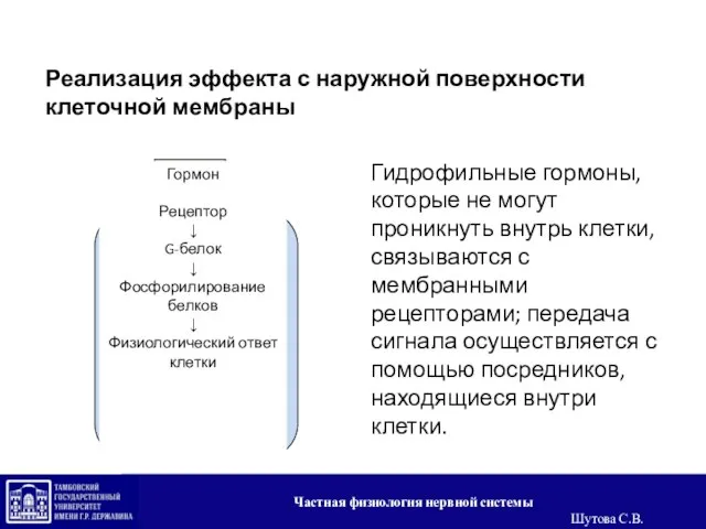 Реализация эффекта с наружной поверхности клеточной мембраны Гидрофильные гормоны, которые не