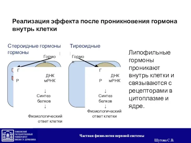 Реализация эффекта после проникновения гормона внутрь клетки Липофильные гормоны проникают внутрь