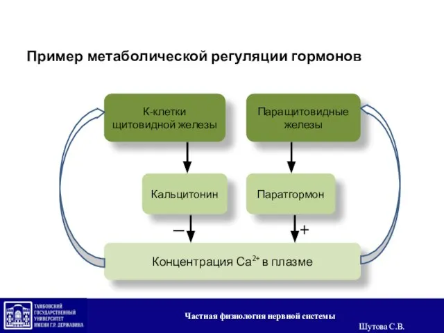 К-клетки щитовидной железы Паращитовидные железы Кальцитонин Паратгормон Концентрация Са2+ в плазме